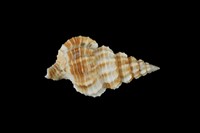 藏品(中華峨螺)的圖片